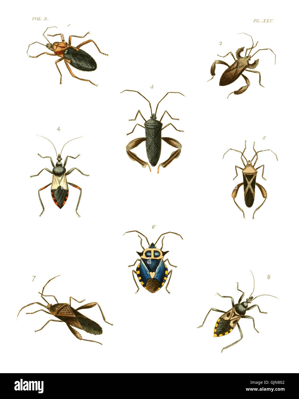Exotic Insec Plate 45 from 'Illustrations of Exotic Entomology', showcasing a ...