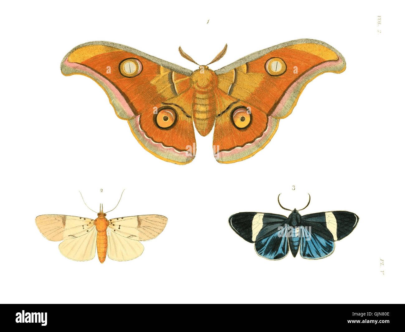 Exotic Insec This plate from *Illustrations of Exotic Entomology II* features ...