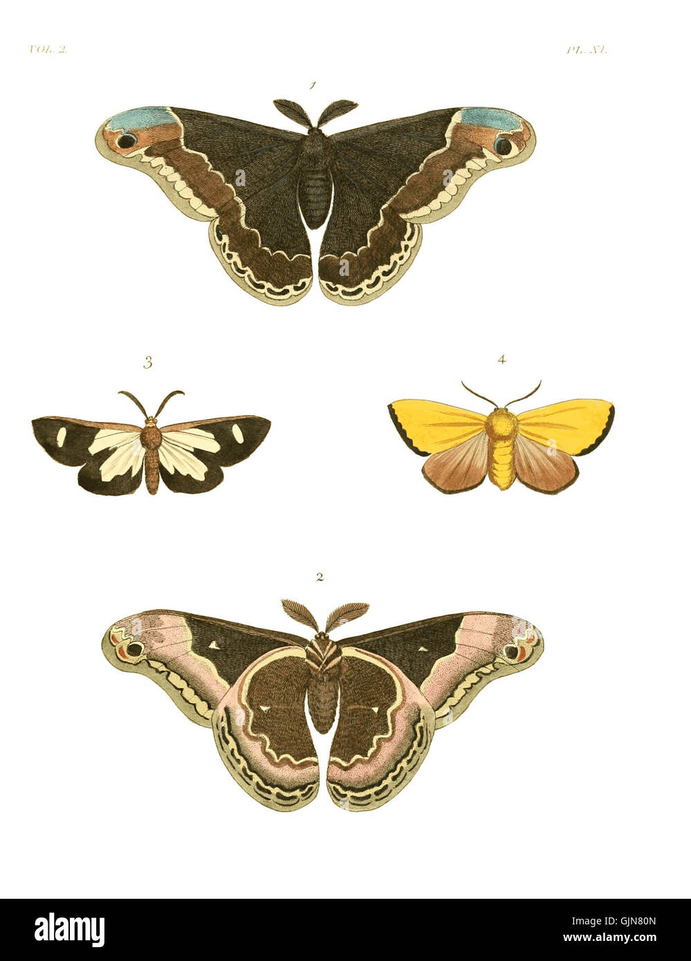 Illustrations of Exotic Entomology II 11 Stock Photo