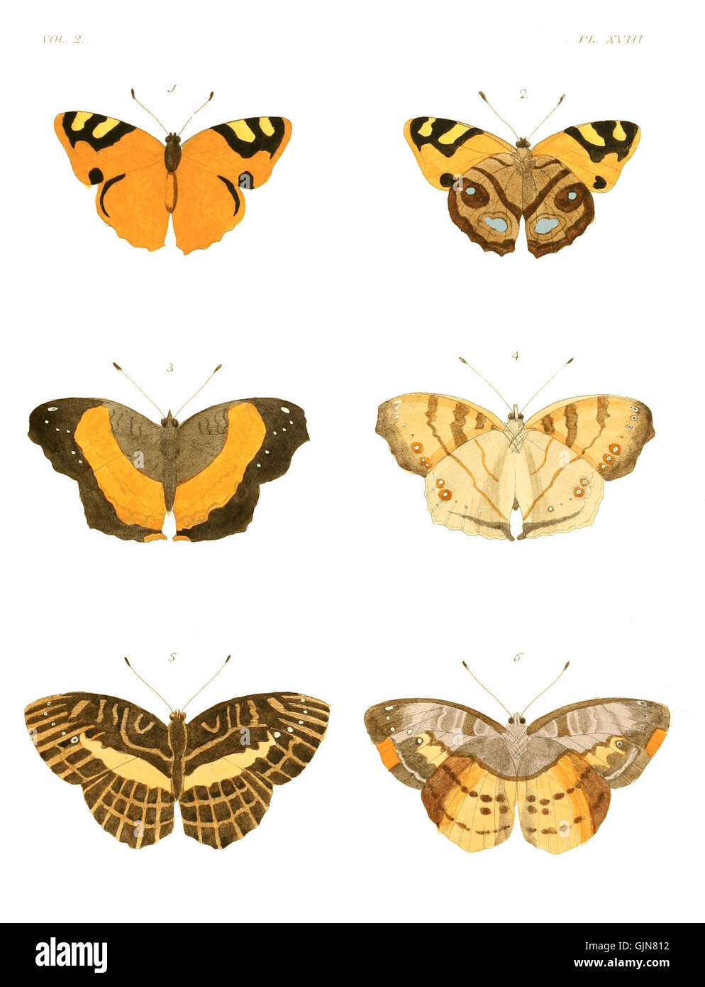This volume, 'Illustrations of Exotic Entomology II' (1874), showcases ...