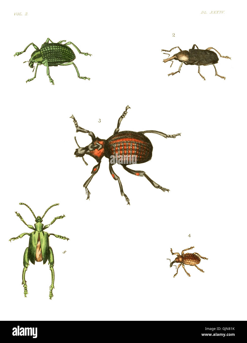 This illustration from the second volume of 'Illustrations of Exotic ...