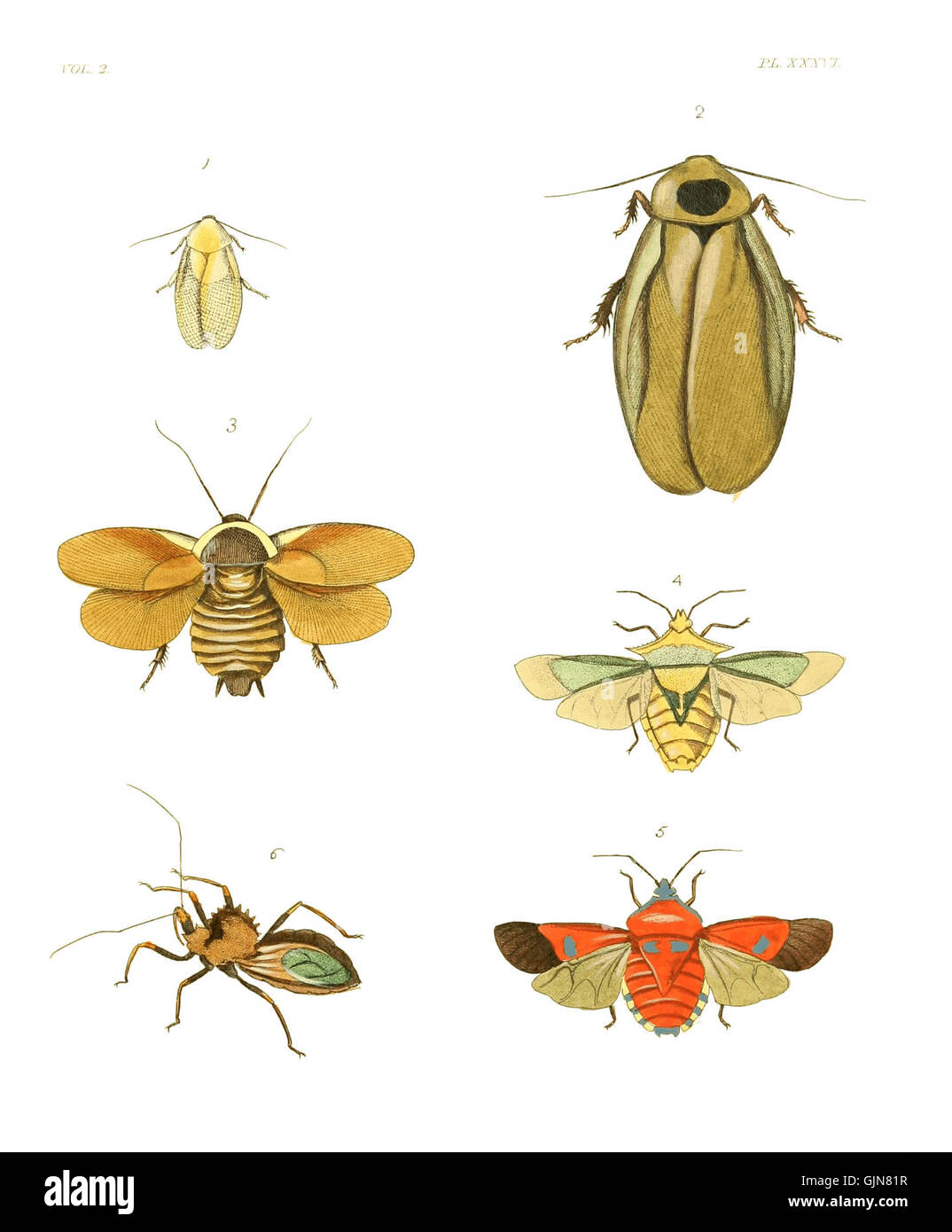 Plate 368 from 'Illustrations of Exotic Entomology', depicting detailed ...