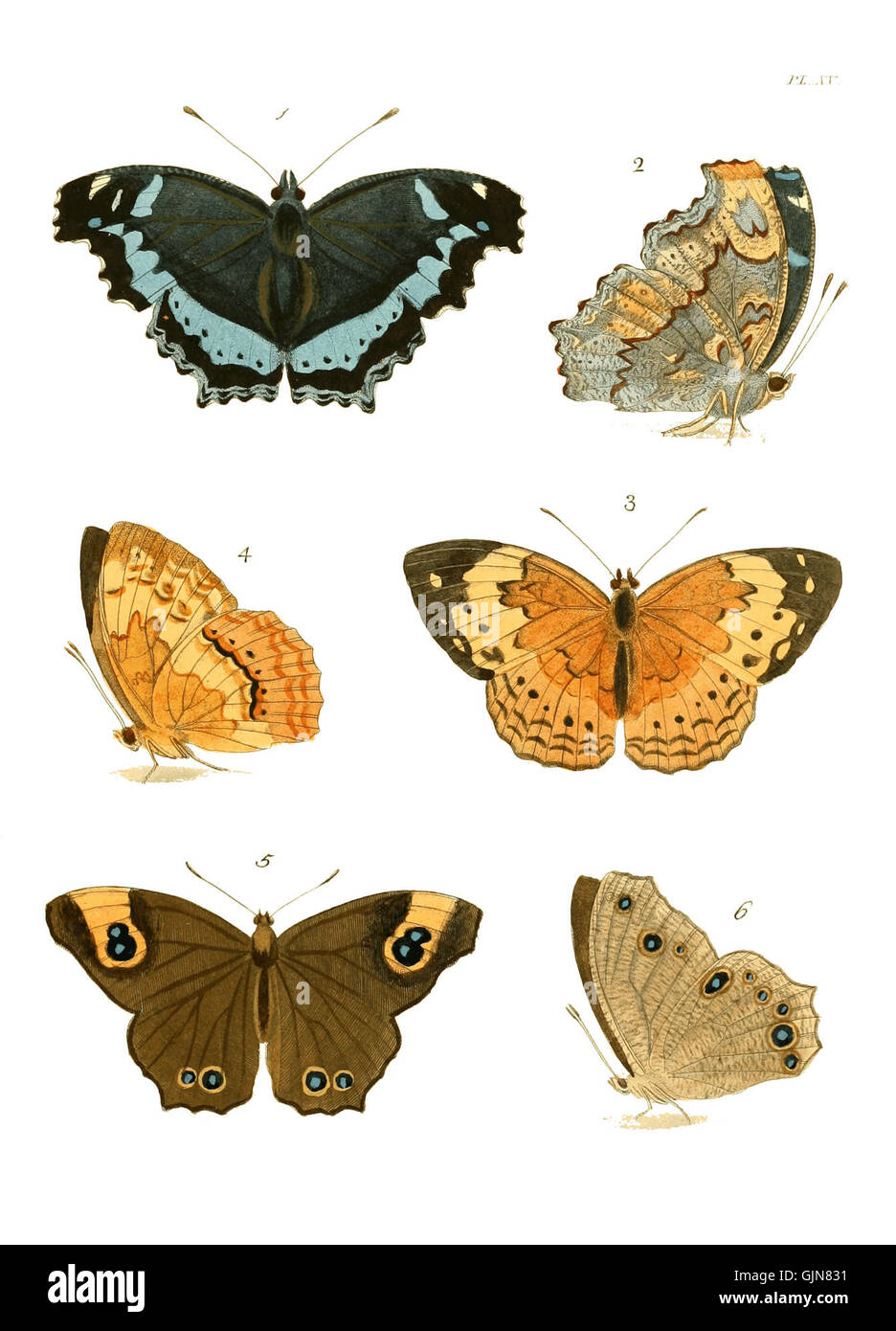 'Illustrations of Exotic Entomology I' by J.G. Keulemans features ...