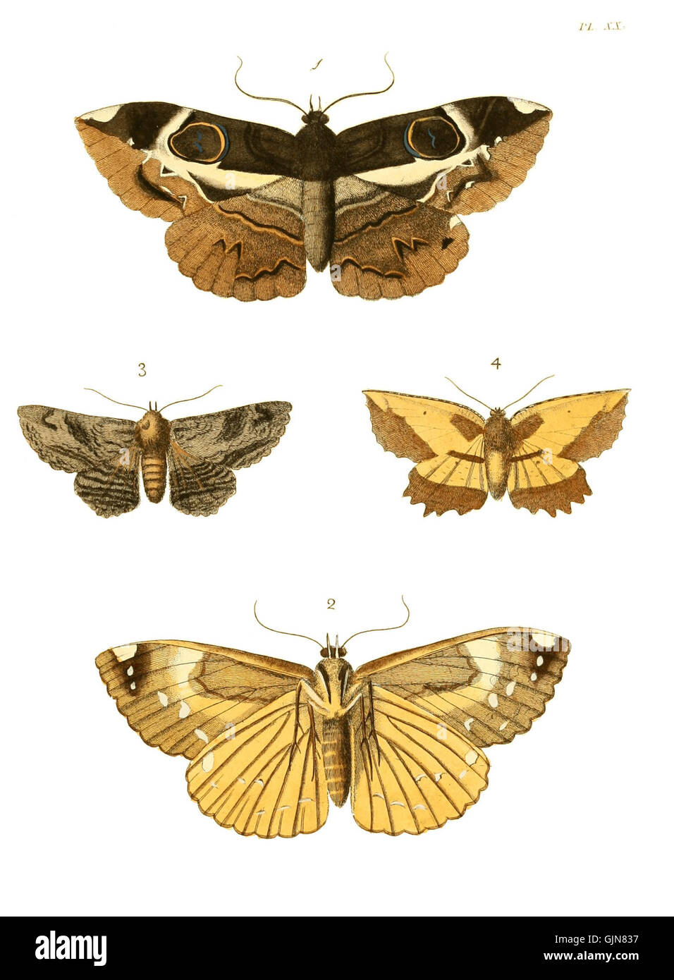 Illustrations of Exotic Entomology, Volume I, 2018, a collection of ...