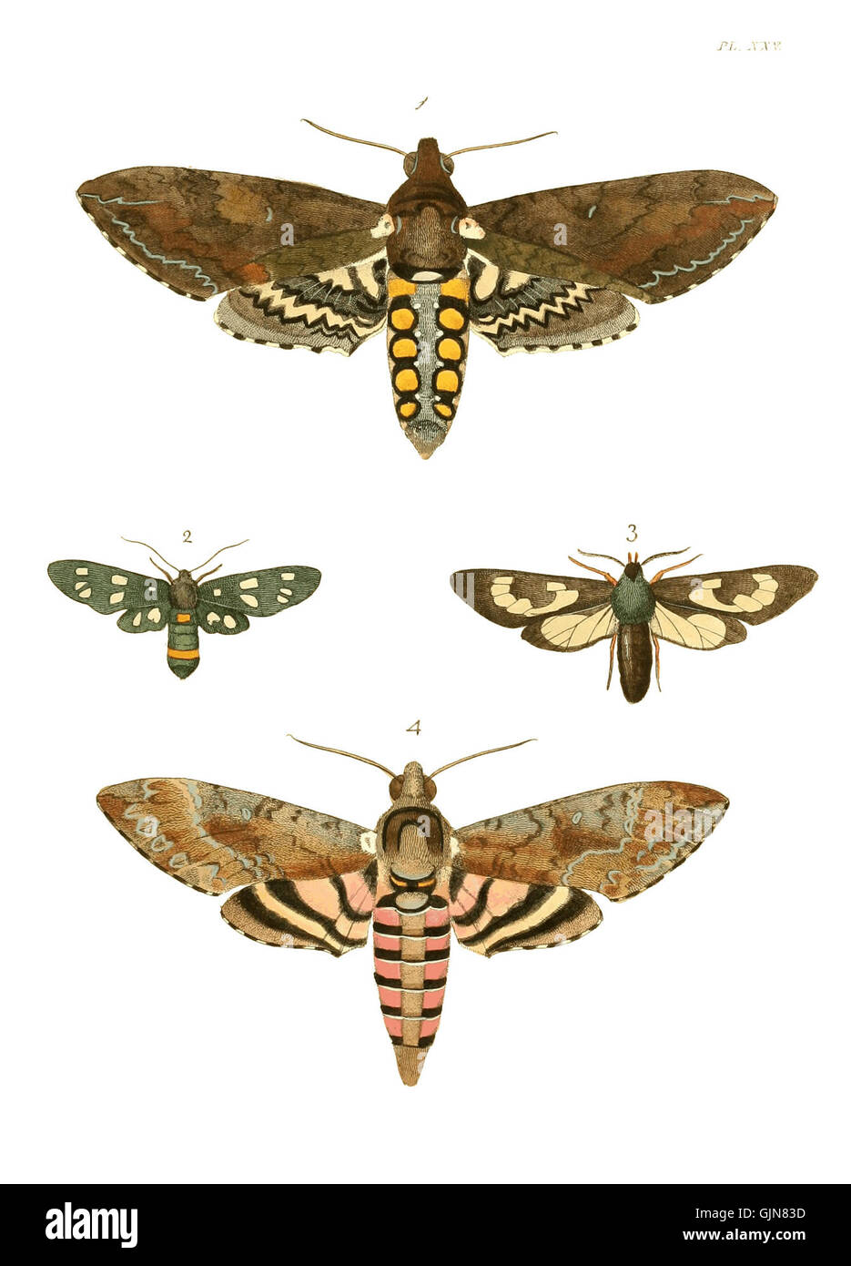 Illustrations of Exotic Entomology I 25 Stock Photo