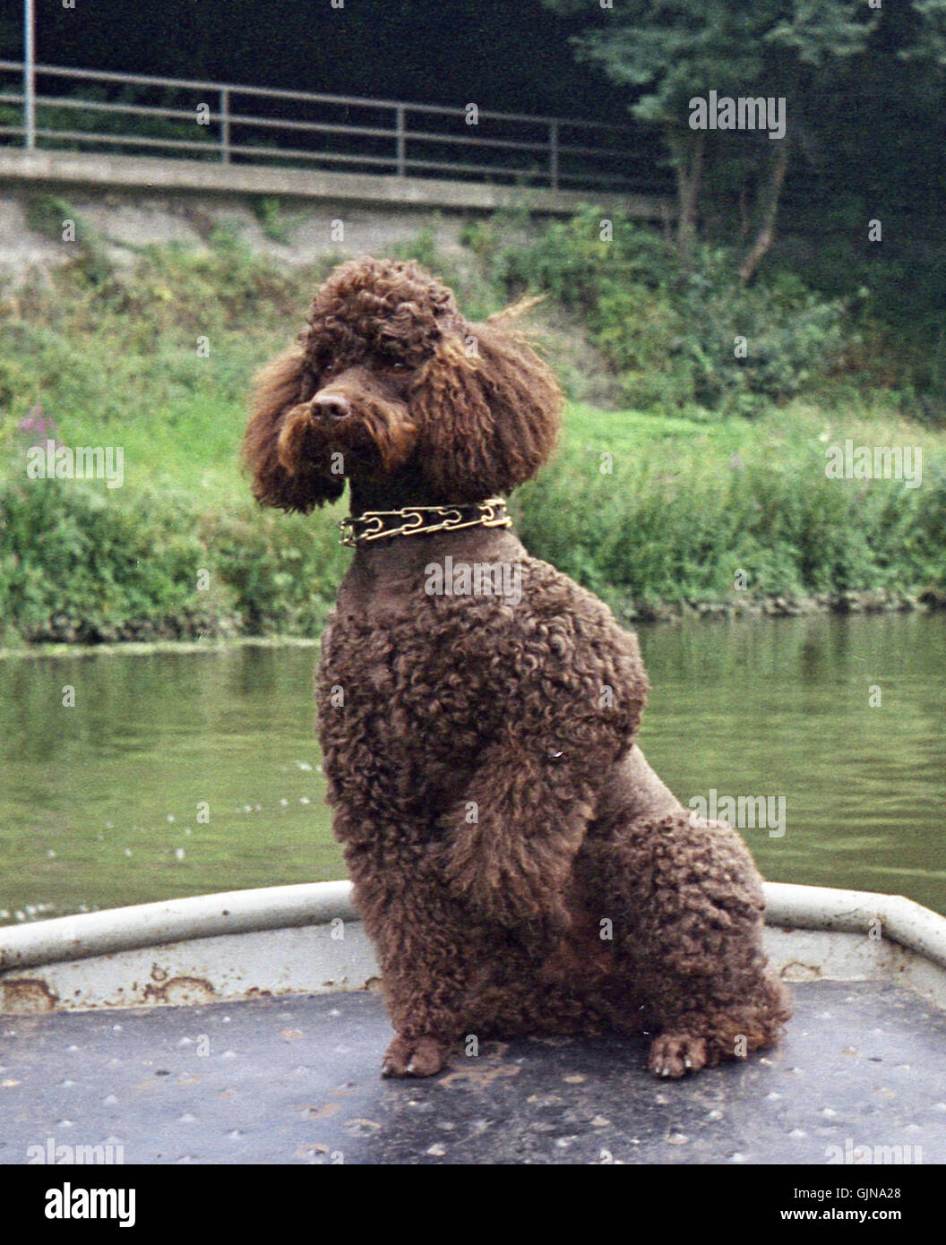 This image of a Poodle (Koenigspudel) on a boat portrays a peaceful ...