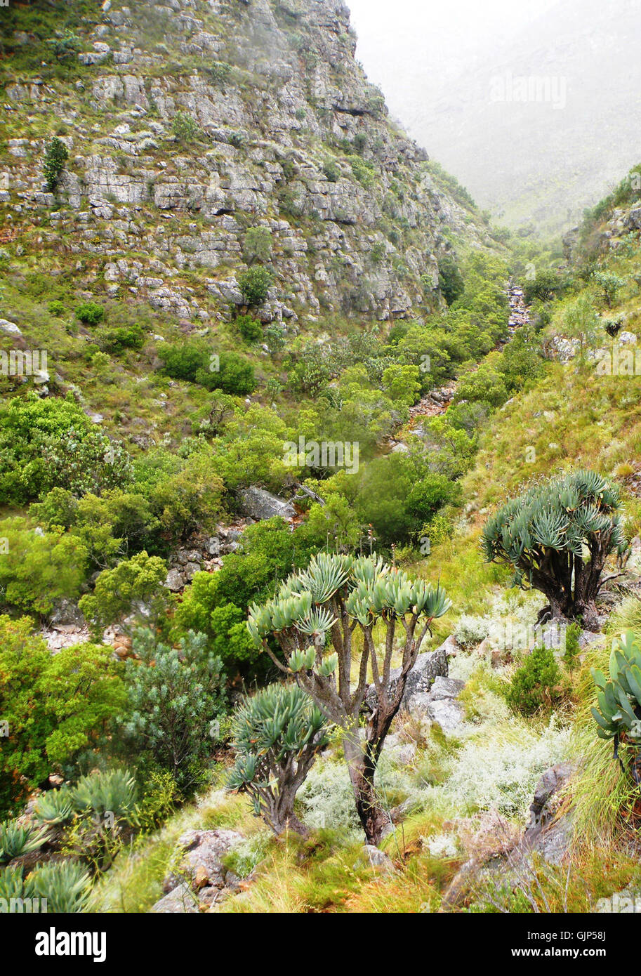 1 Fan Aloe trees in Western Cape mountains   South Africa Stock Photo