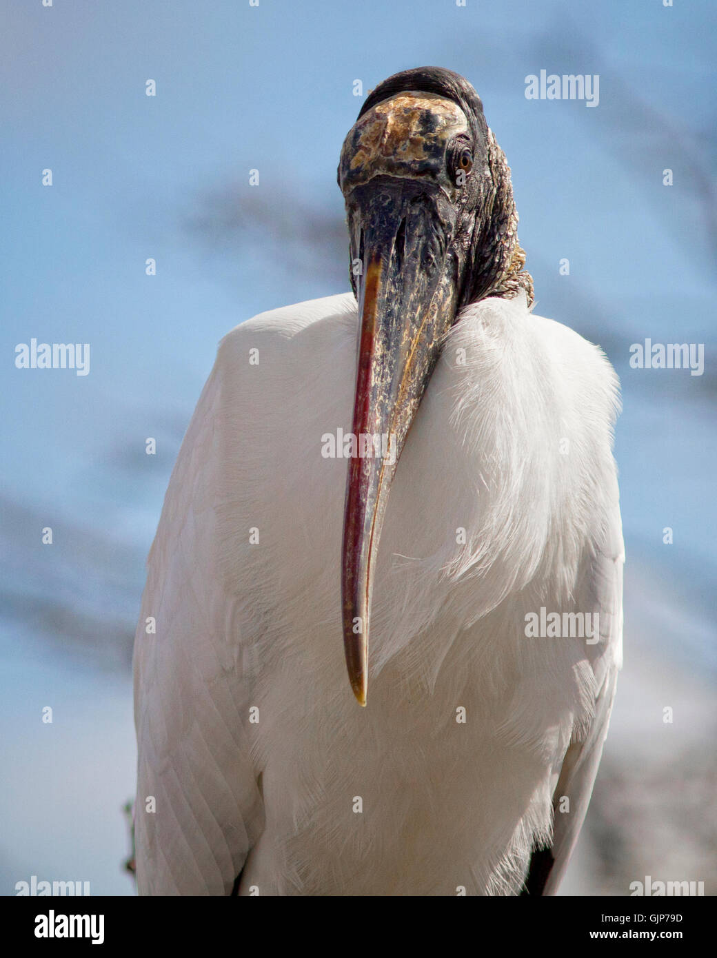 Head & Shoulder Portrait of a Mature, Elegant Wood Stork with facial detail of its forehead plate, bill texture and flinty neck. Stock Photo