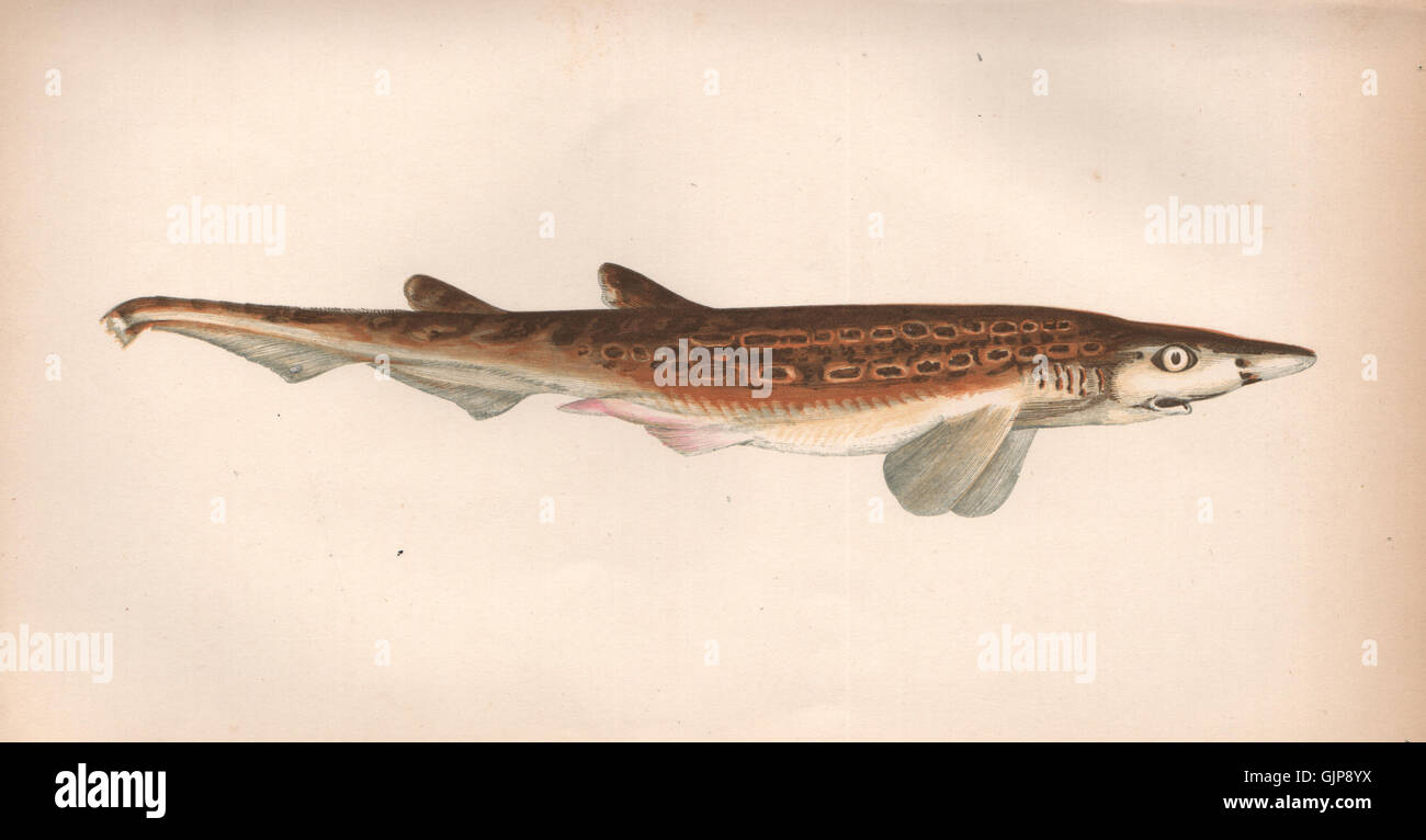 BLACKMOUTH CATSHARK. Black-mouthed Dogfish, Galeus melastomus. COUCH, 1862 Stock Photo