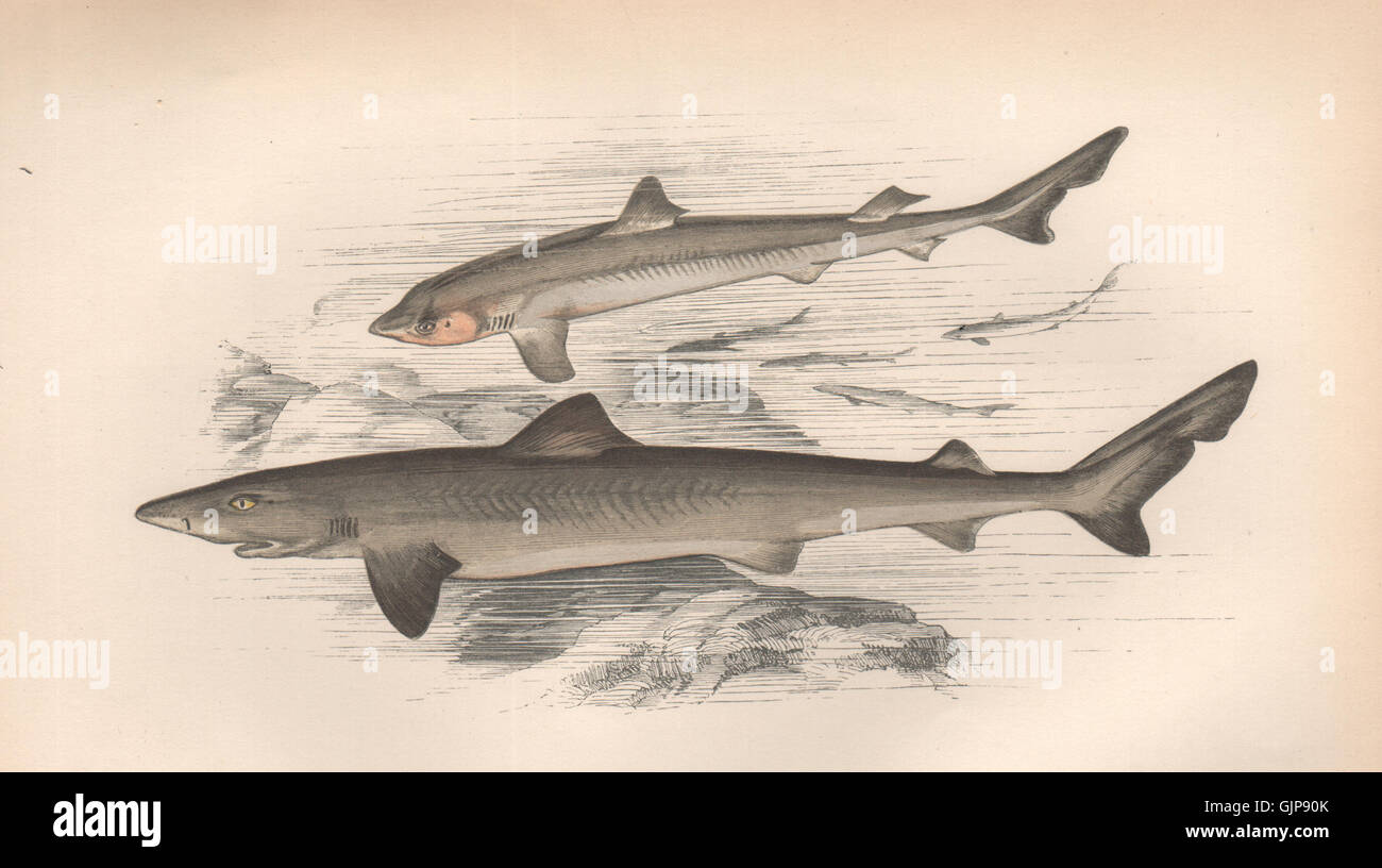 SCHOOL SHARK. Galeorhinus galeus, tope/toper/soupfin/snapper shark. COUCH, 1862 Stock Photo