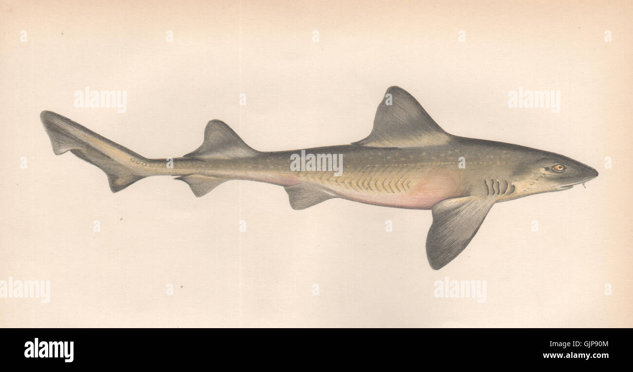 SMOOTH-HOUND SHARK. Ray-Mouthed Dog. Mustelus asterias. COUCH, old print 1862 Stock Photo
