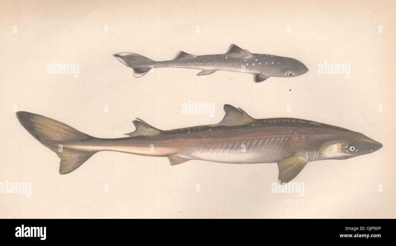 PIKED DOG. Spiny dogfish, spurdog, mud shark, Squalus acanthias. COUCH, 1862 Stock Photo