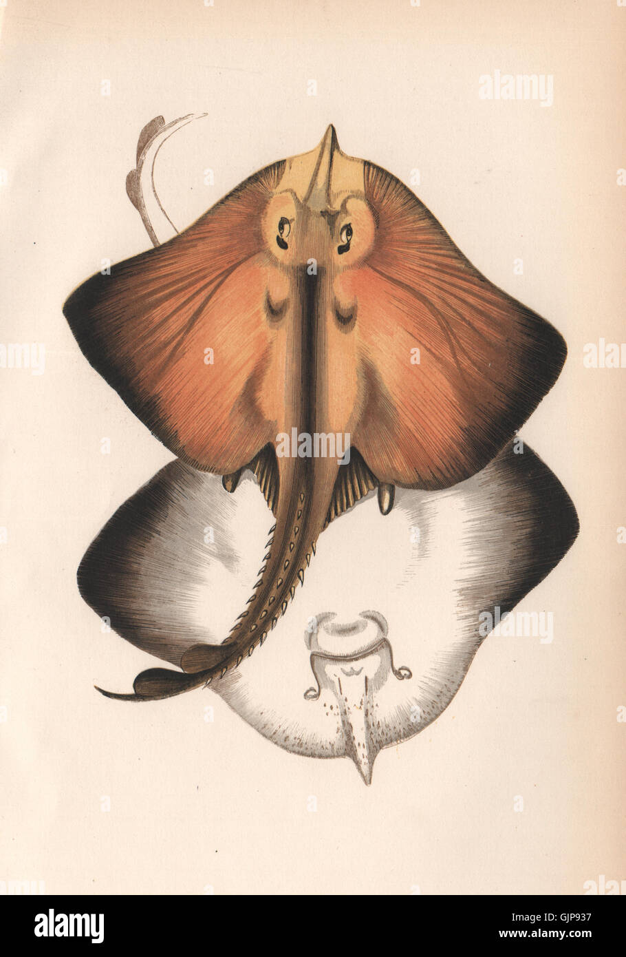bottlenose-skate-rostroraja-alba-spearnose-skate-white-skate-couch