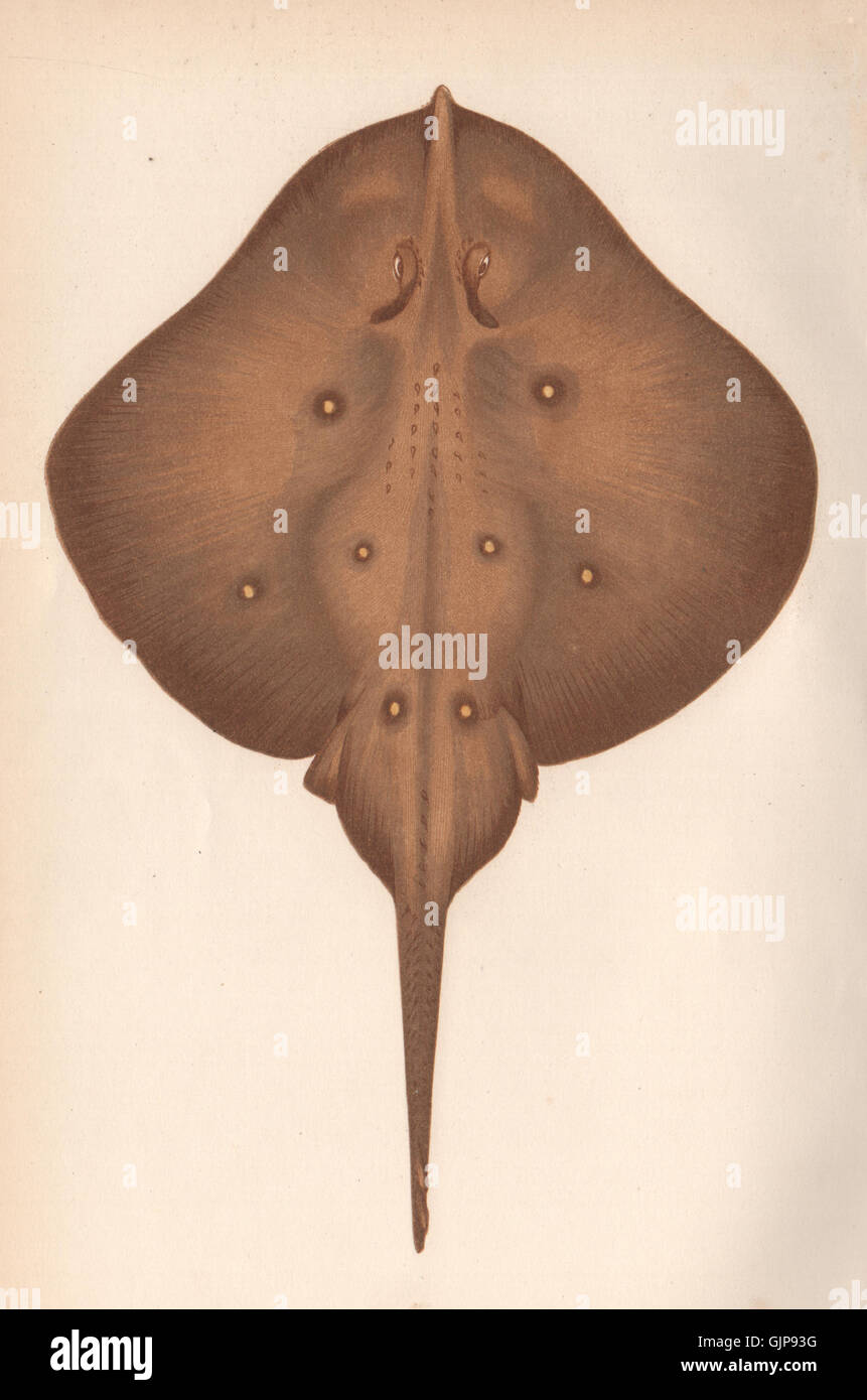 SANDY RAY. Leucoraja circularis. COUCH, antique print 1862 Stock Photo