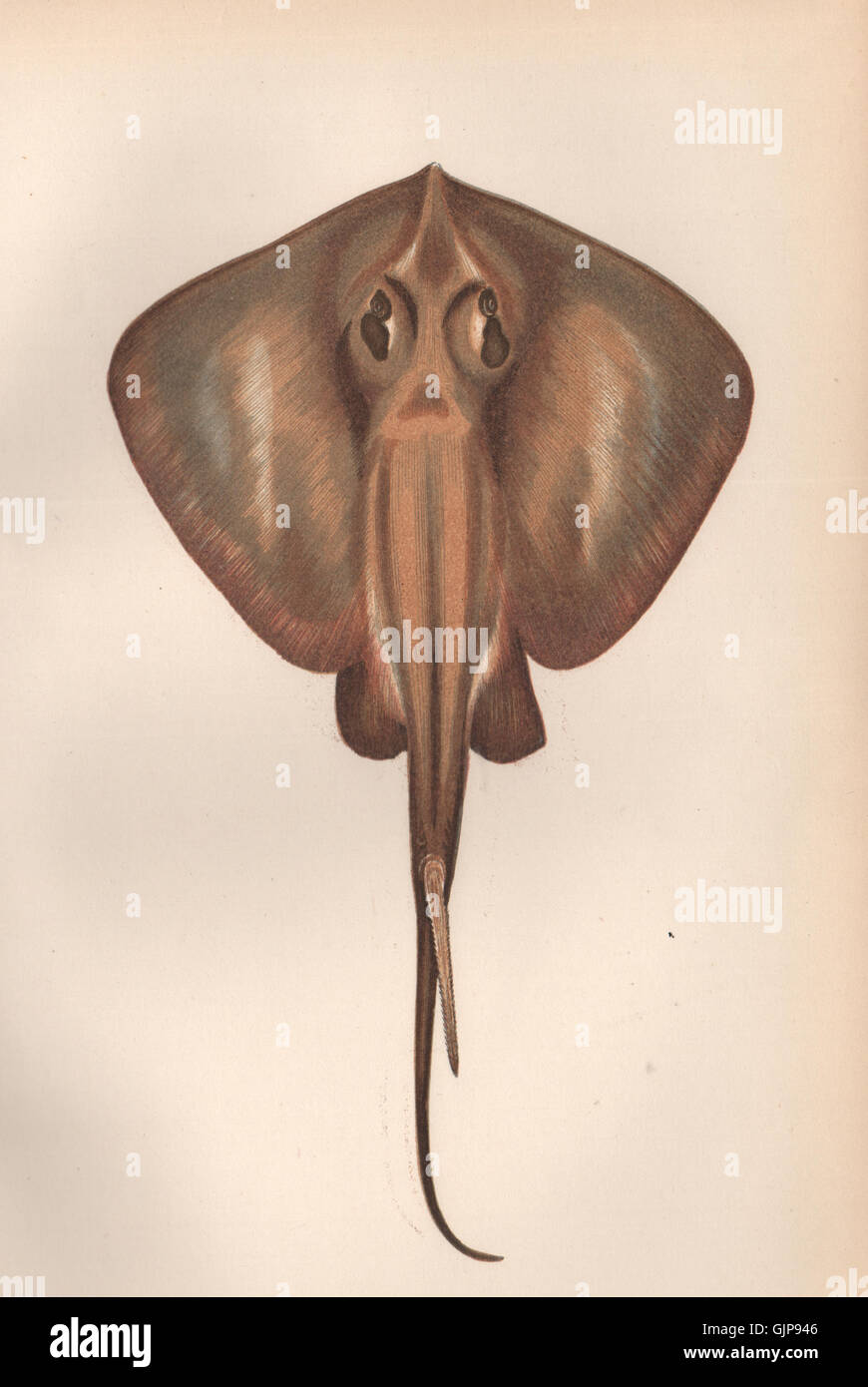 COMMON STINGRAY. Dasyatis pastinaca. COUCH, antique print 1862 Stock Photo