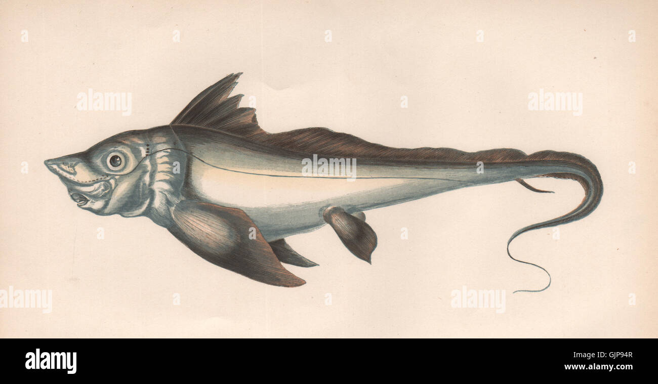 RABBIT FISH. Chimaera monstrosa, Rat Fish, Arctic Chimaera. COUCH, print 1862 Stock Photo