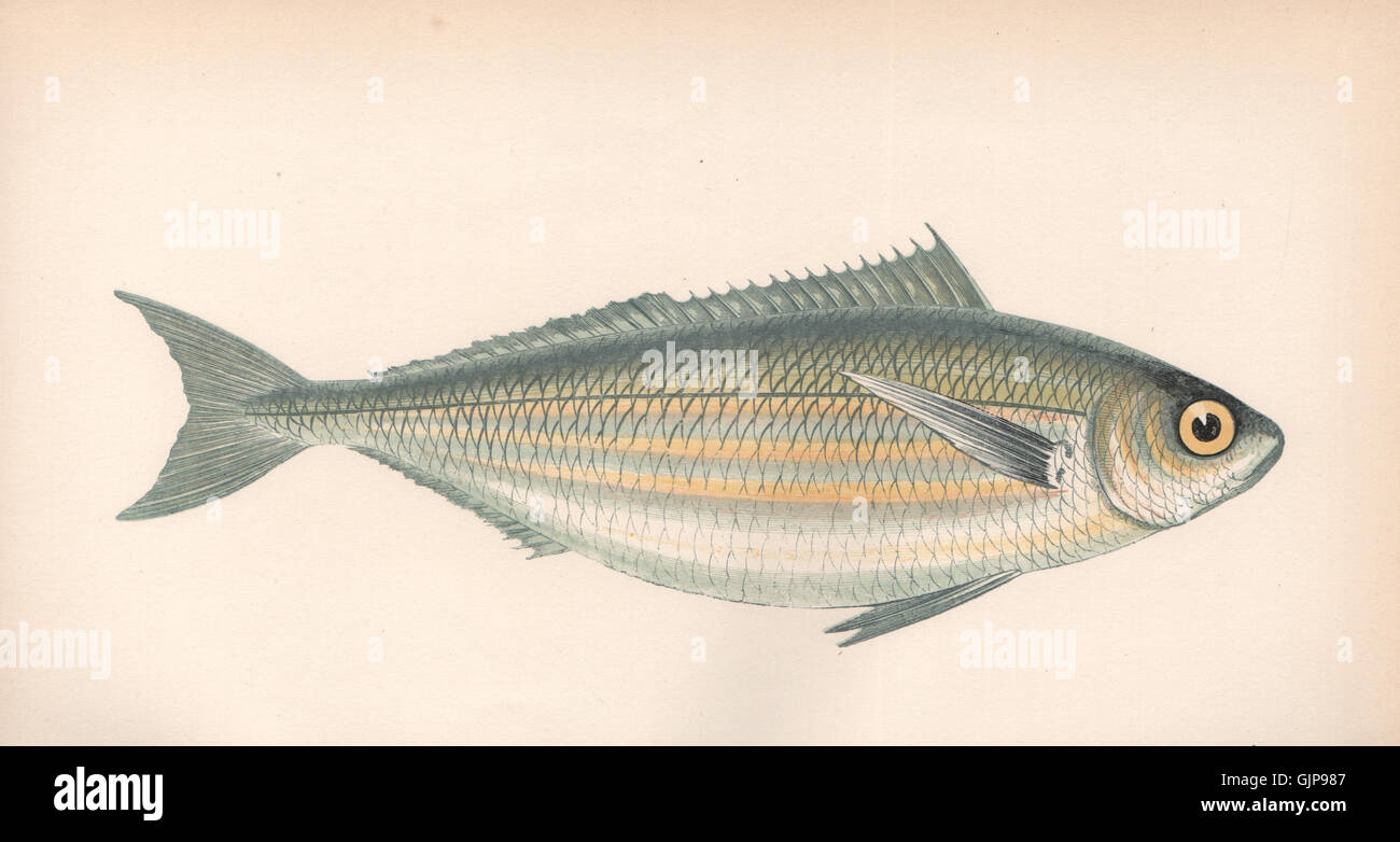 BOOPS BOOPS. Bogue seabream. Box. Oxeye. Le Spare Bague. COUCH, old print 1862 Stock Photo