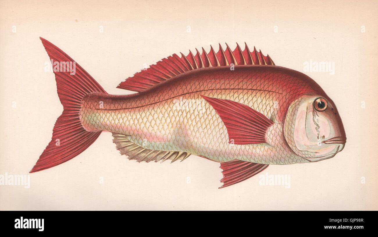 COUCH'S SEA BREAM. Pagrus orphus, Pogellus Rondeletii. COUCH, old print 1862 Stock Photo
