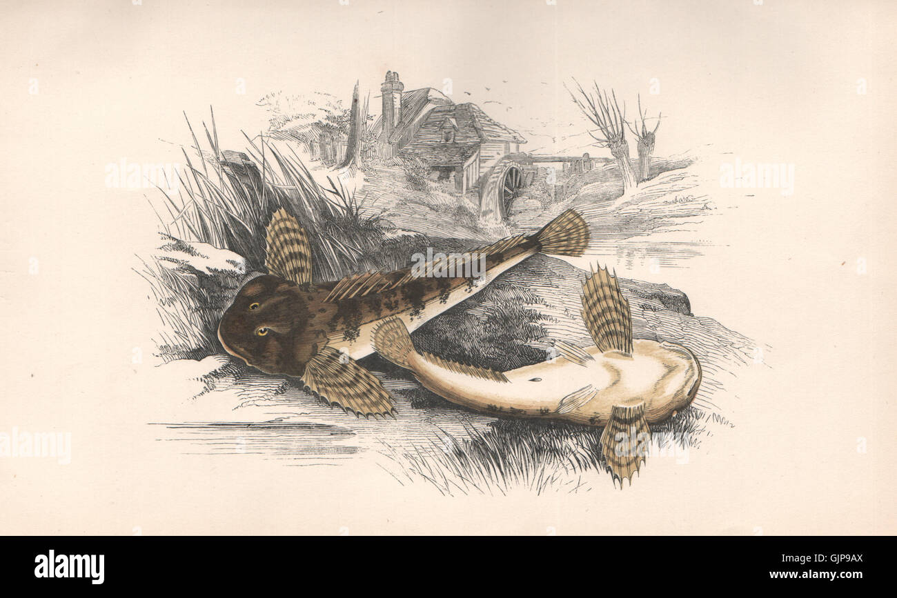 MILLER'S THUMB. River Bullhead, Cottus Gobio, Cotte Chabot. COUCH, print 1862 Stock Photo