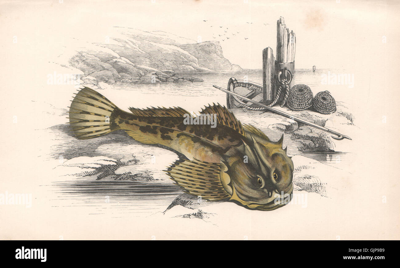 FATHER-LASHER. Myoxocephalus scorpius. short-spined sea scorpion. COUCH, 1862 Stock Photo