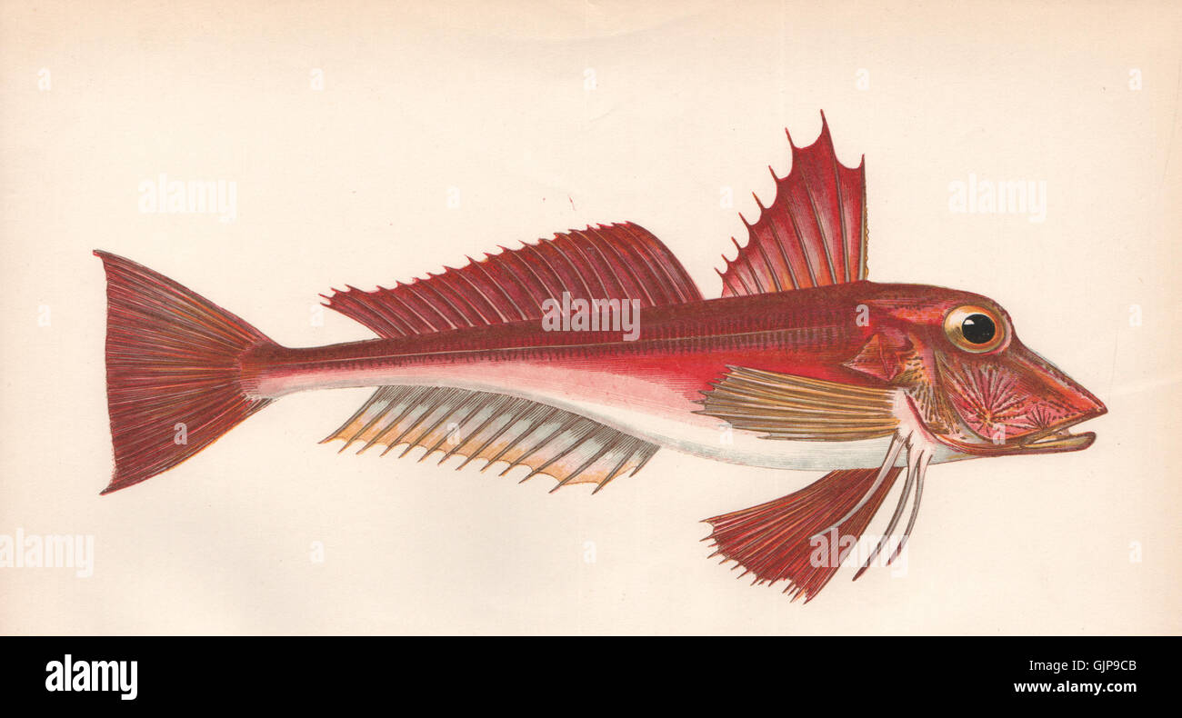 ELLECK. Red-Fish. Soldier. Red Gurnard. Rotchet; Trigla cuculus. COUCH, 1862 Stock Photo