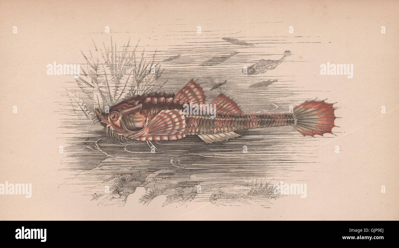 POGGE. Agonus cataphractus, hooknose, armed bullhead. COUCH, old print 1862 Stock Photo