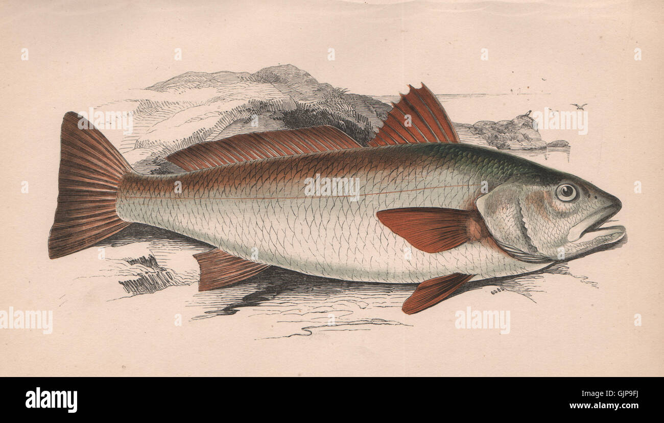 BROWN MEAGRE. Sciaena Umbra, Maigre, Shade fish. COUCH, antique print 1862 Stock Photo