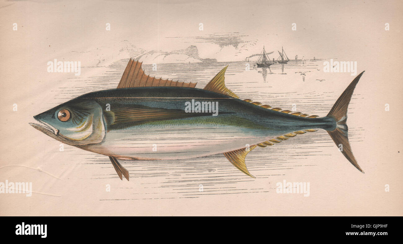 GERMON. Long-Finned Tunny; Orcynus, Aile Longue, Orcynus alalonga. COUCH, 1862 Stock Photo