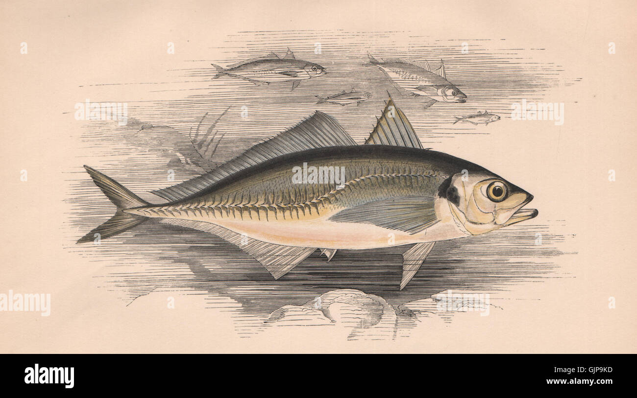 ATLANTIC HORSE MACKEREL. Trachurus trachurus, Scad, crakeherring