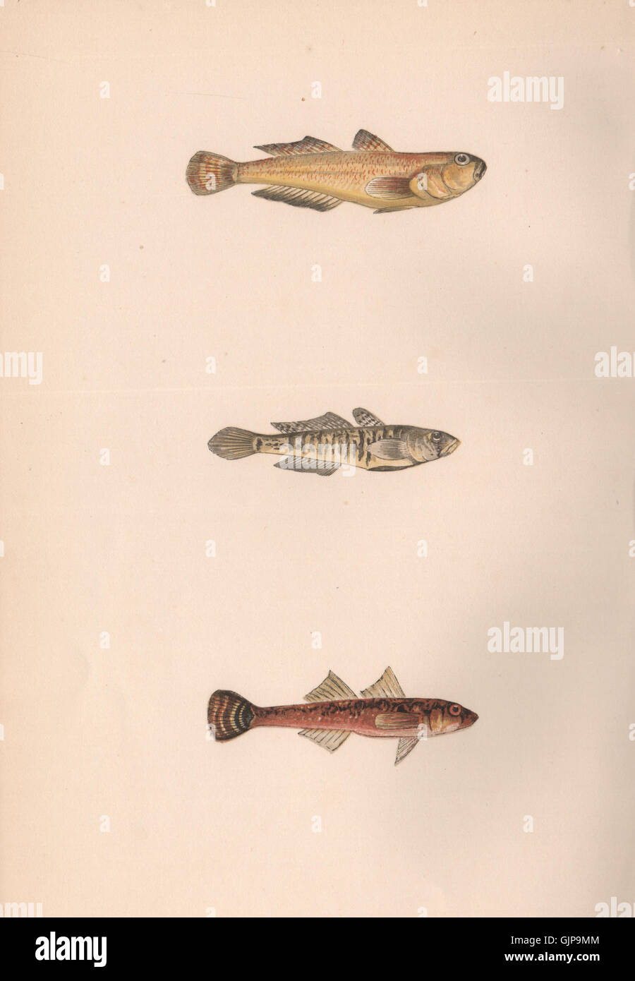 GOLDEN, SAND & TWO-SPOT GOBY. Gobius auratus, minutus & flavescens. COUCH, 1862 Stock Photo