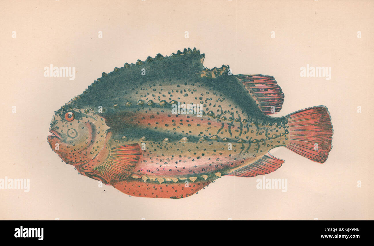 LUMPFISH. Cyclopterus lumpus, Lumpsucker, Henfish, Sea Owl. COUCH, print 1862 Stock Photo