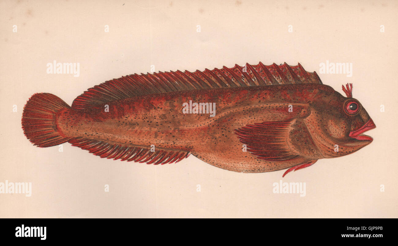 GATTORUGINE. Blennius Gattorugine, Blennie, Blennius fasciatus. COUCH, 1862 Stock Photo