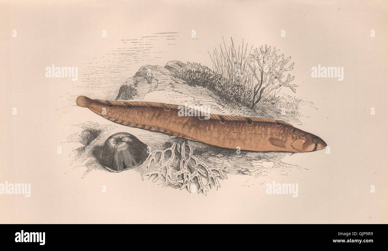 BUTTERFISH. Blennius gunnellus, Swordick, Rock Gunnel, Nine Eyes. COUCH, 1862 Stock Photo