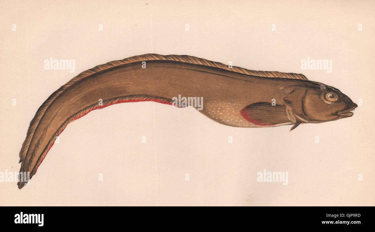 VIVIPAROUS EELPOUT/BLENNY. Zoarces viviparus, Ocean pout,mutton-fish. COUCH 1862 Stock Photo