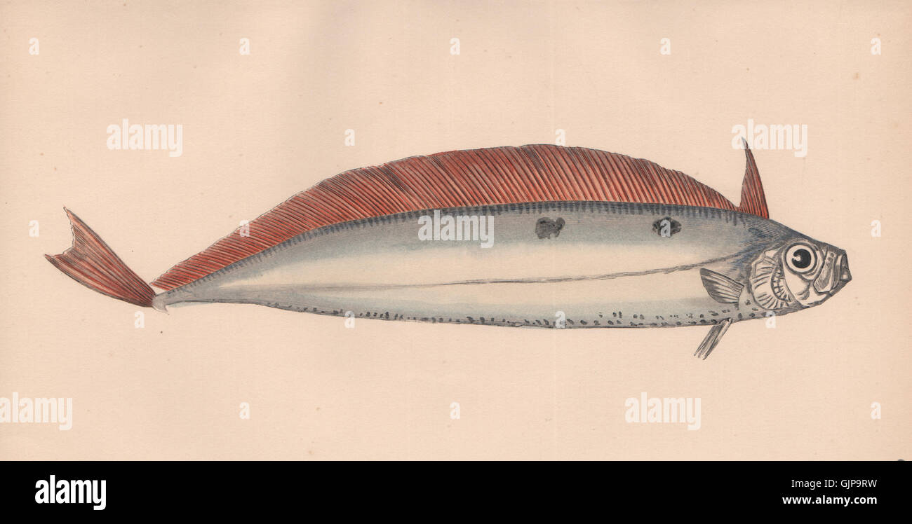 DEALFISH. Trachypterus arcticus, Vagmär, Solvkveite, Deal-fish. COUCH, 1862 Stock Photo