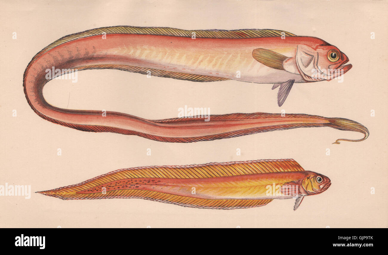 RED BANDFISH & VAR. Red Snakefish/Ribbandfish; Cepola rubescens. COUCH, 1862 Stock Photo