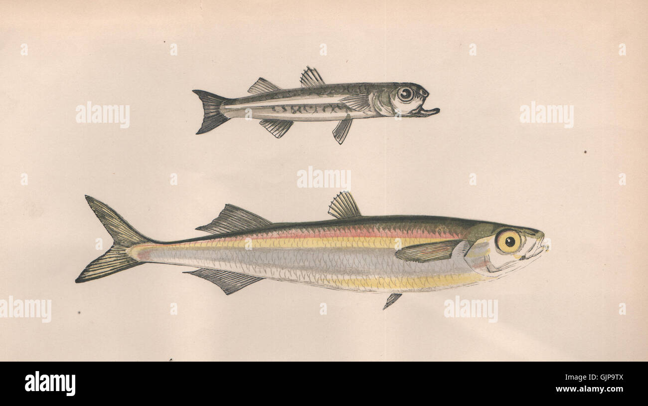 MEDITERRANEAN SAND SMELT. Atherina Hepsetus, Siouclet, Guid. COUCH, print 1862 Stock Photo
