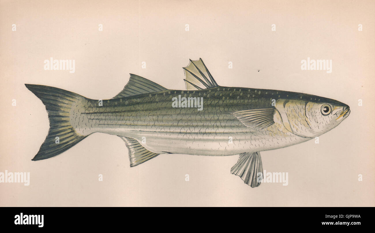 THICKLIP GREY MULLET. Chelon labrosus, Lesser grey mullet. COUCH, print 1862 Stock Photo