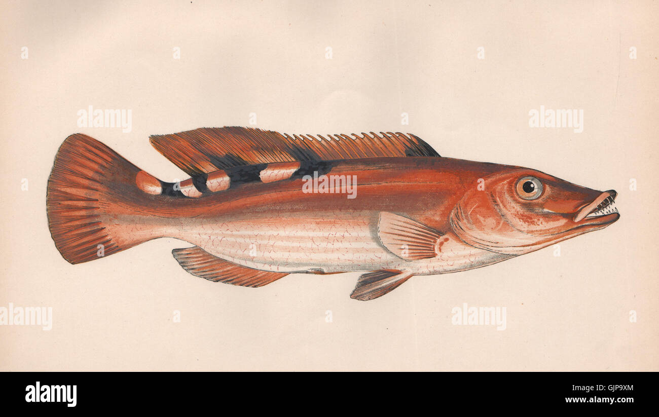 three-spotted-wrasse-labrus-mixtus-cuckoo-wrasse-labrus-carneus