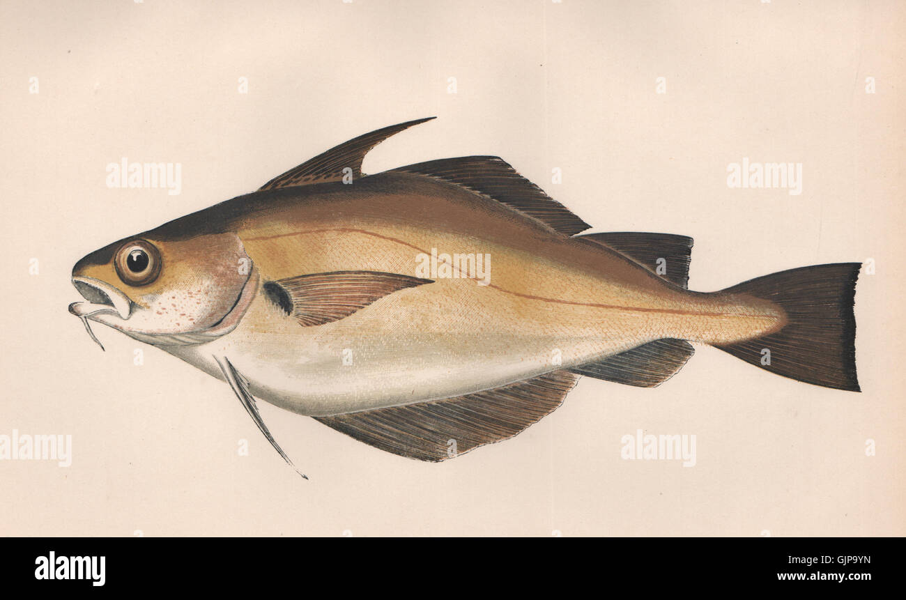 BIB. Trisopterus luscus, Whiting Pout, pouting. COUCH, antique print 1862 Stock Photo