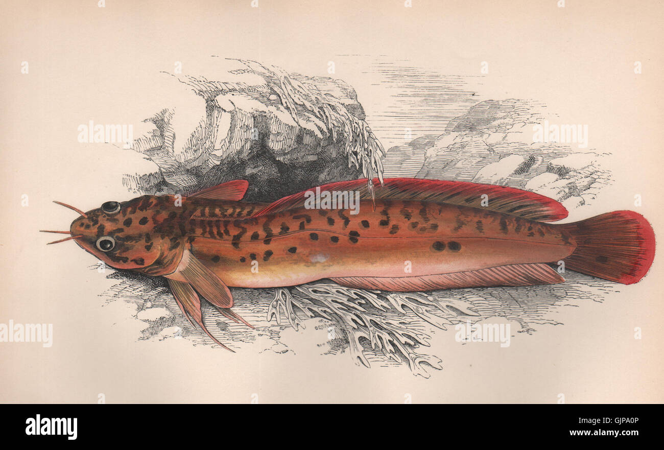 THREE-BEARDED ROCKLING. Gaidropsarus vulgaris. COUCH, antique print 1862 Stock Photo