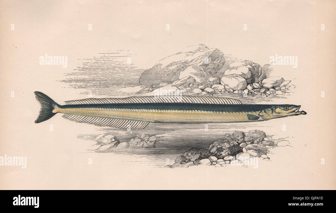 MEDITERRANEAN SAND EEL Gymnammodytes cicerelus, Short-snouted Launce. COUCH 1862 Stock Photo