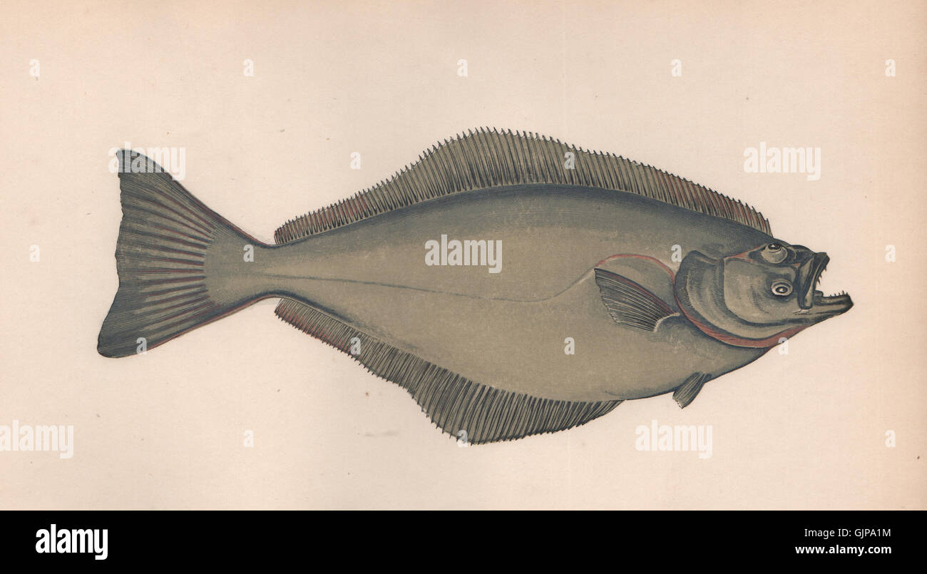 ATLANTIC HALIBUT. Hippoglossus hippoglossus, Pleuronectes, Ladyfluke. COUCH 1862 Stock Photo