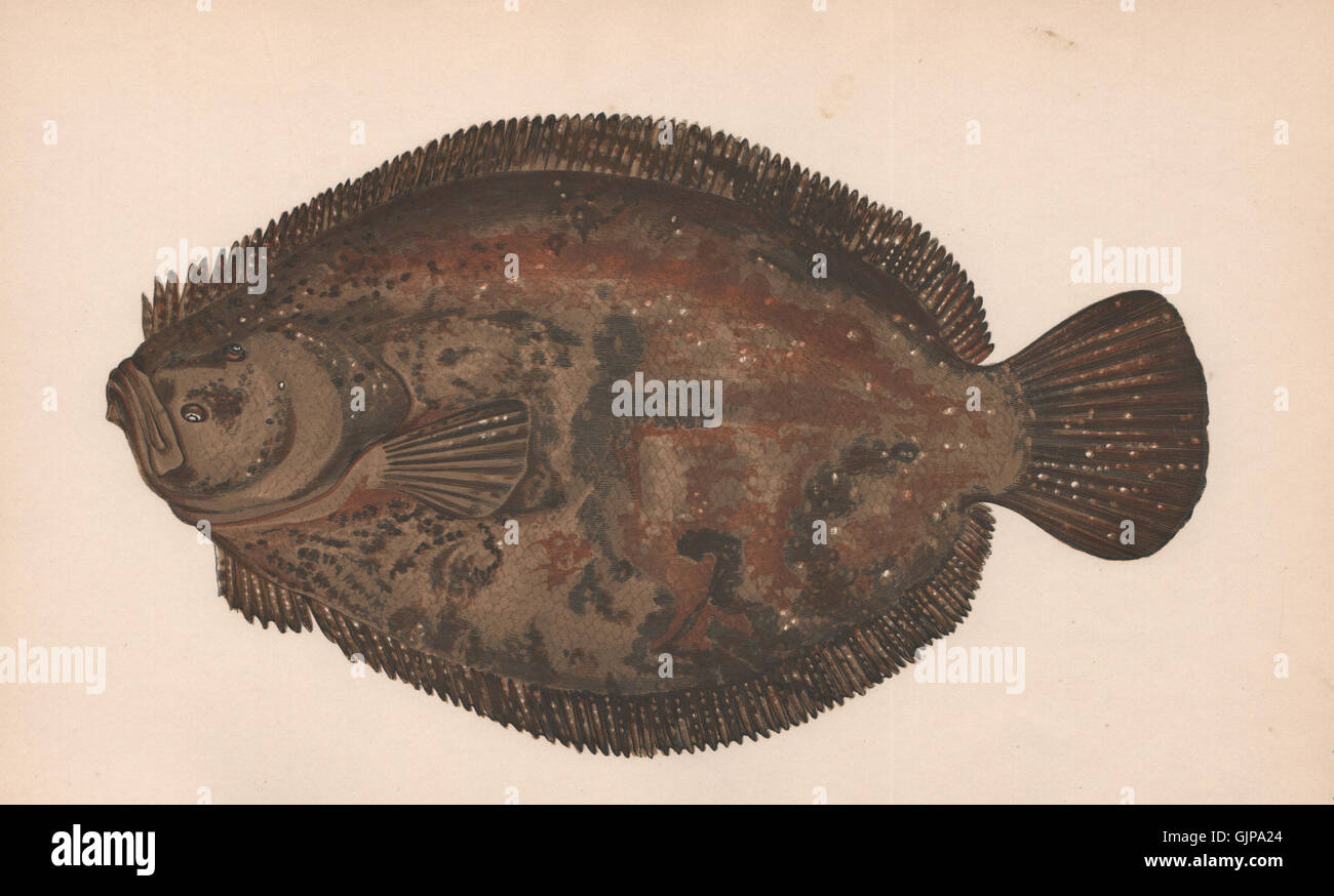 BRILL. Scophthalmus rhombus, Griet, Rombo, Lugaleef, Barbue. COUCH ...