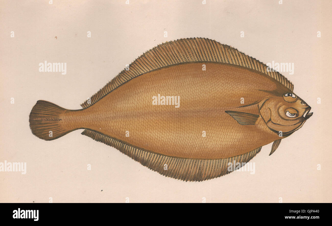 WITCH FLOUNDER. Glyptocephalus cynoglossus, Pole dab, Torbay sole. COUCH, 1862 Stock Photo