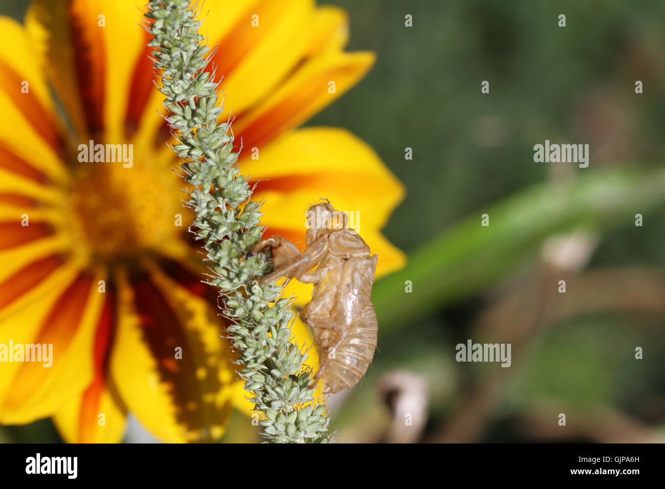 empty cicada shell or casing four from moulted cicada insect on yellow gazania flower in Italy hemiptera cicadidae by Ruth Swan Stock Photo