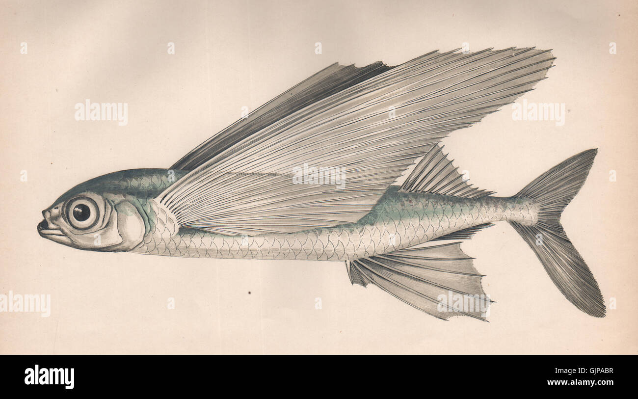 GREATER FLYING FISH. Hirundo Plinii Mugil alatus Exocaetus exiliens. COUCH, 1862 Stock Photo