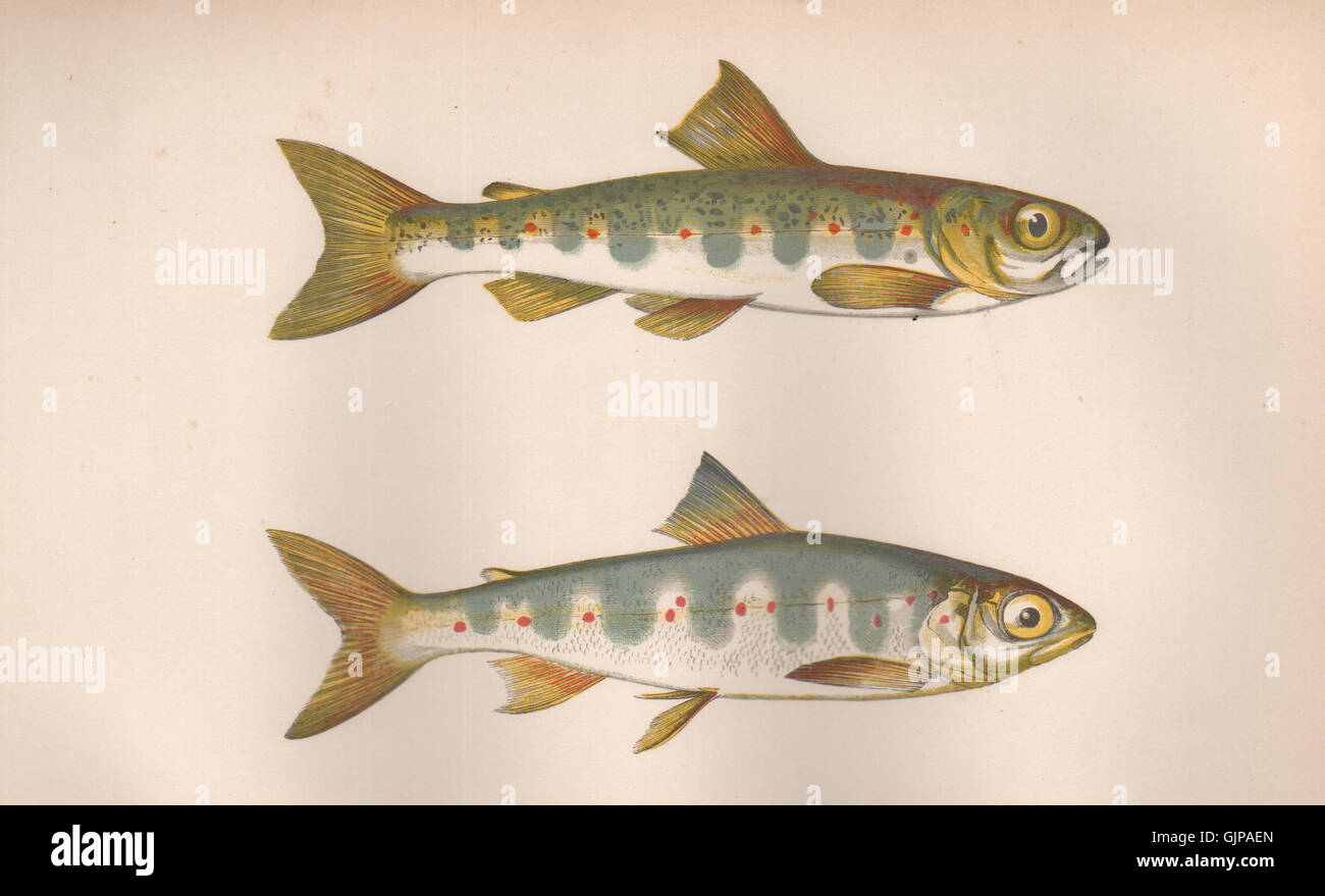 PARR; SAMLET. Salmo Salmulus, Atlantic Trout, Branlin, Palmer Trout. COUCH, 1862 Stock Photo