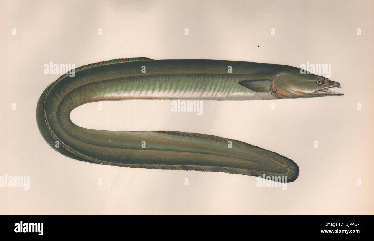 DUBLIN EEL. European Eel, Anguilla anguilla/Hibernica. COUCH, old print