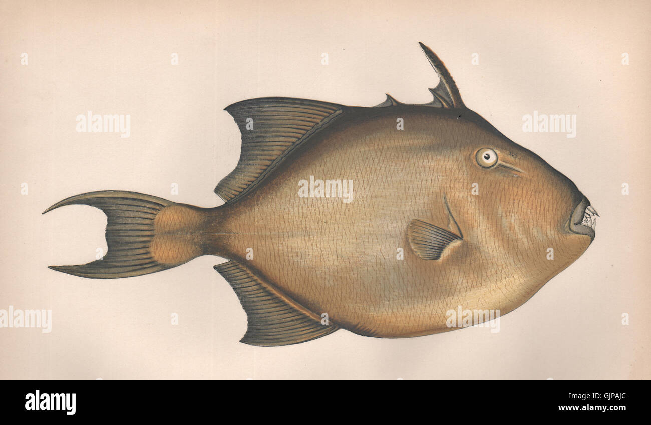 GREY TRIGGERFISH. Balistes Capriscus. COUCH, antique print 1862 Stock Photo